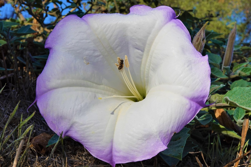 Sun Photo A00041 White flower with purple trim and a bee